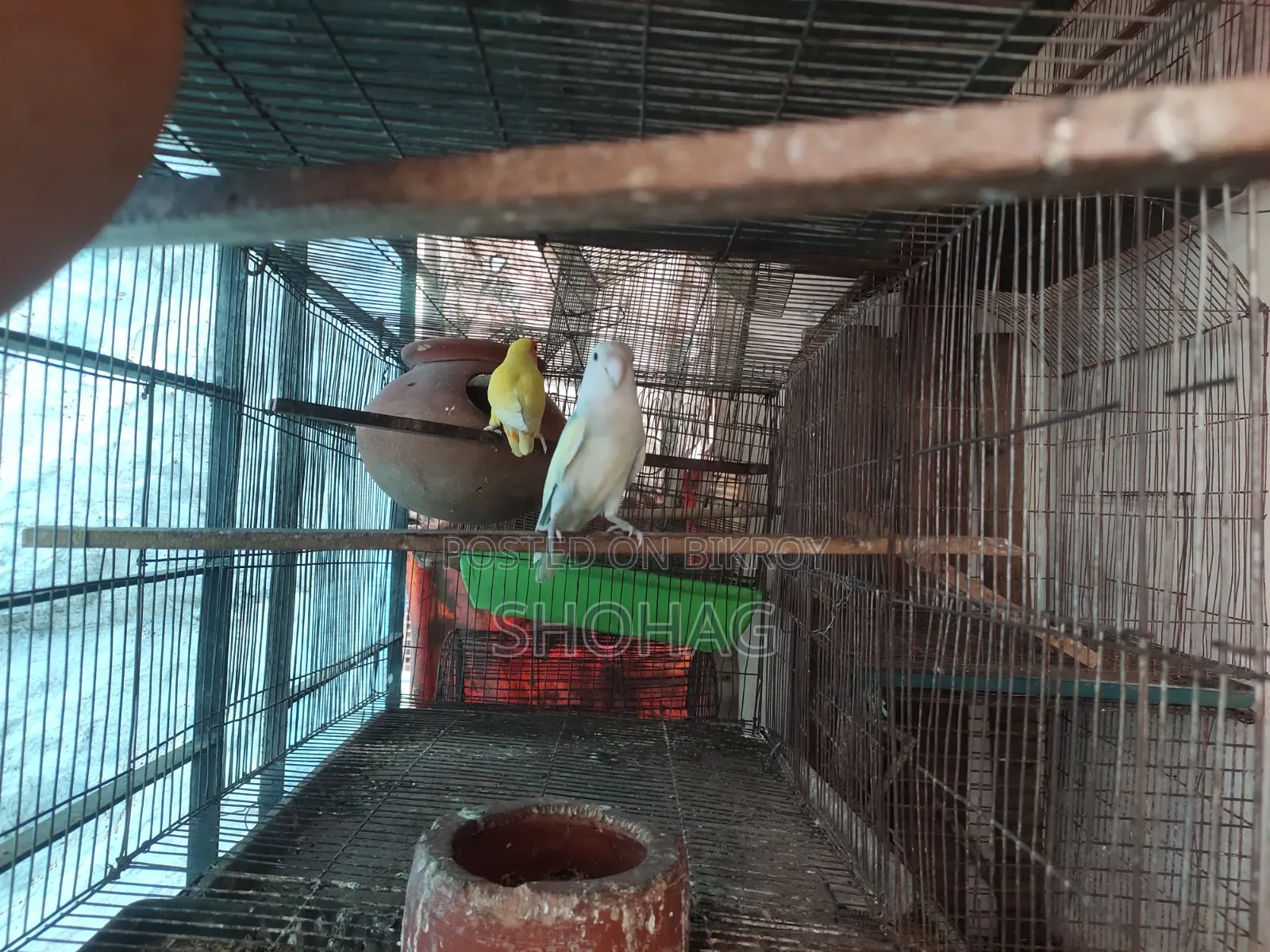 পাখির জোড়া