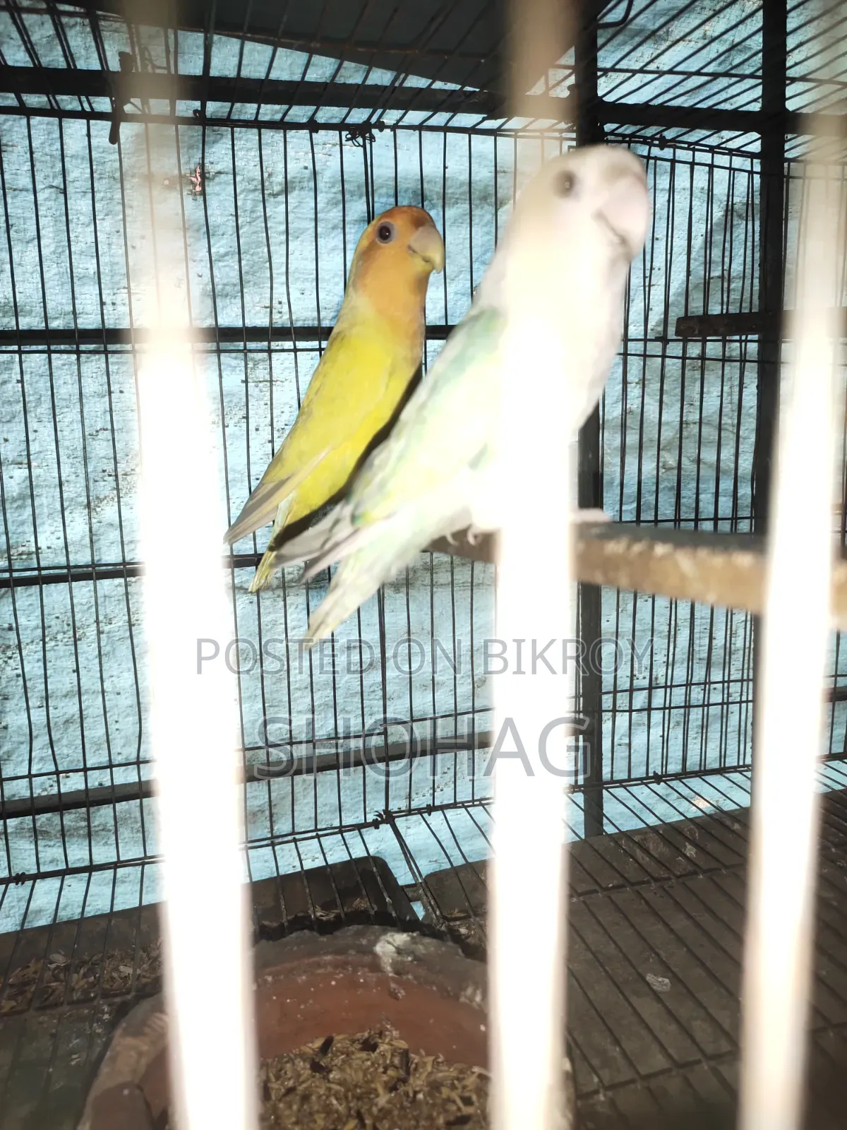 পাখির জোড়া