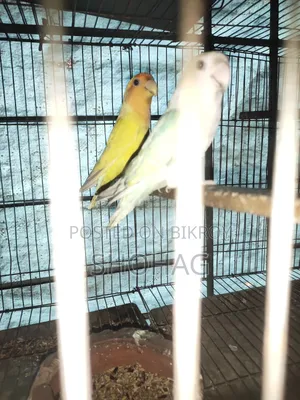 পাখির জোড়া