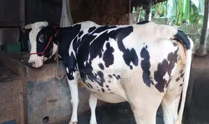 Cow number 1356.