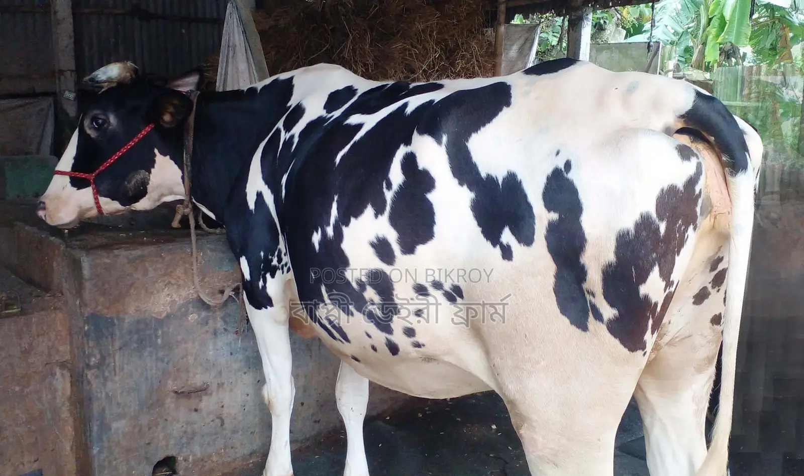 Cow number 1356.
