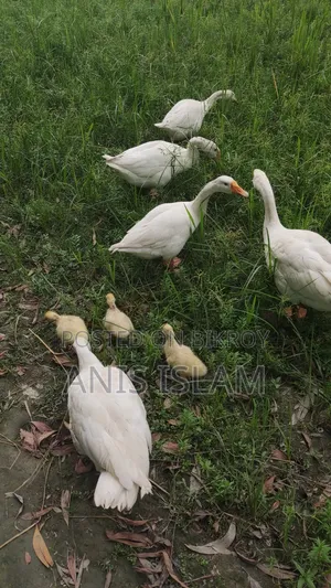 Goose for sale