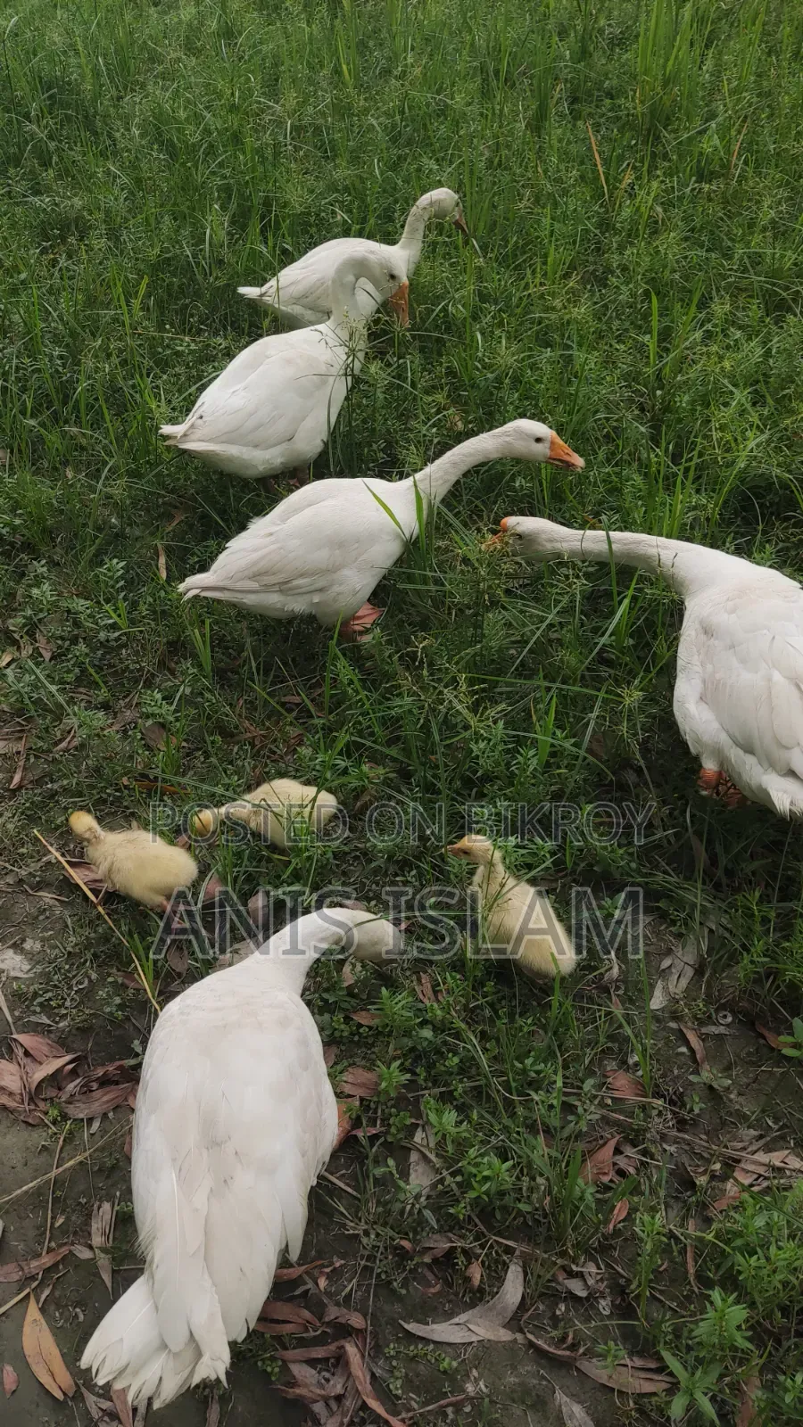 Goose for sale