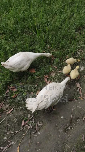 Goose for sale