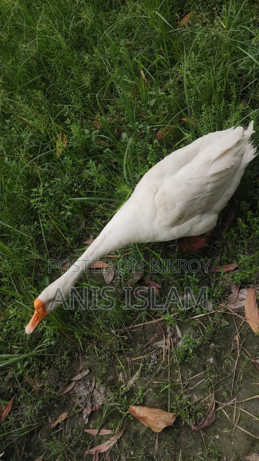 Goose for sale