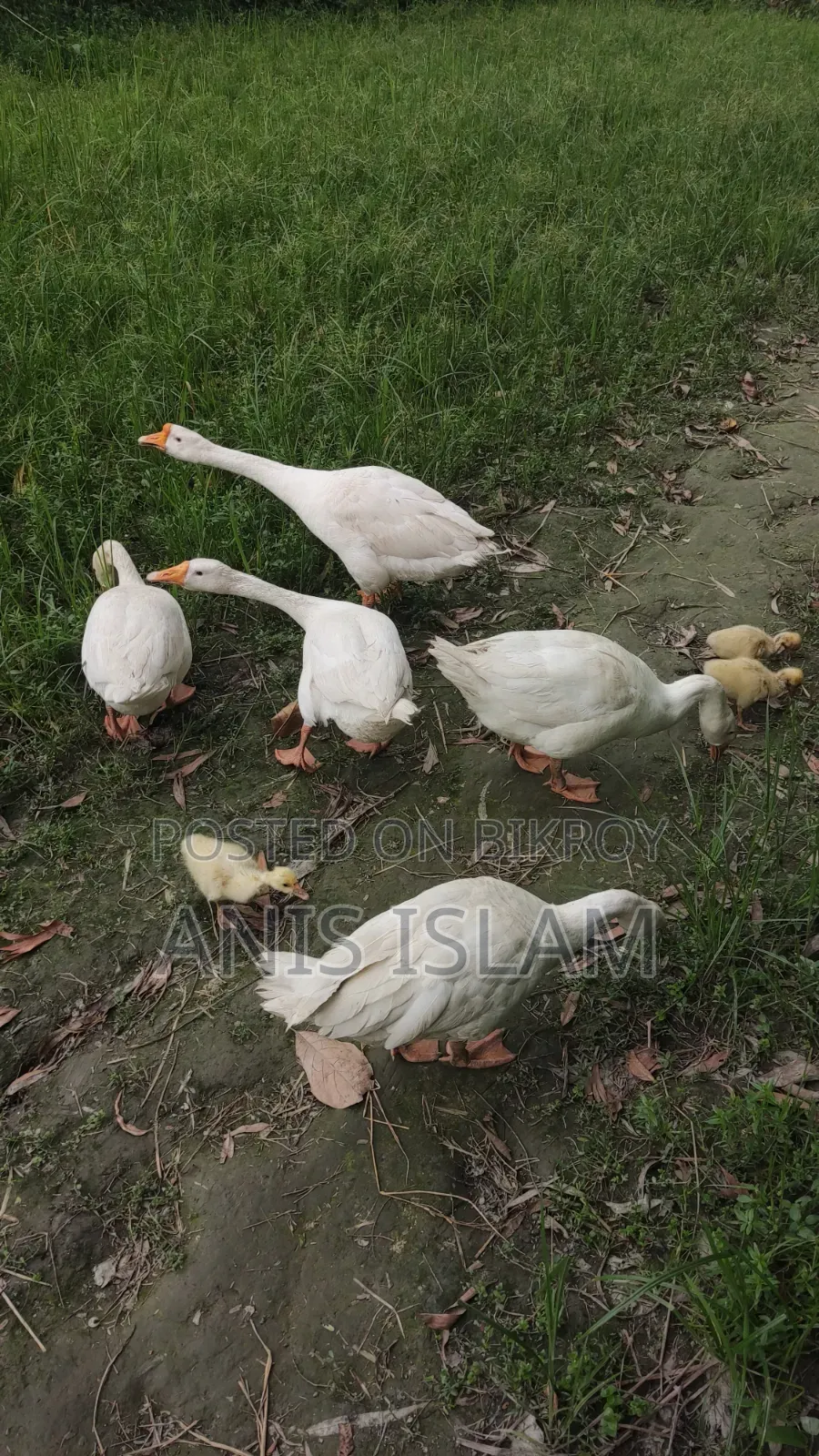Goose for sale