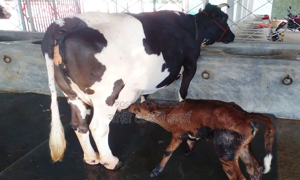 No. 1358 17-liter Milk Cow