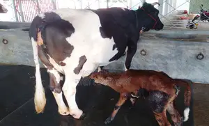 No. 1358 17-liter Milk Cow