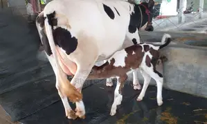 Buy a 16-liter daily milk-yielding cow, ID 1359.