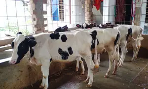 ১৩৬০ নং ৪টি বকনা বাছুর বিক্রয় হবে ।