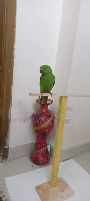 রিংনেট টেম টিয়াপাখি