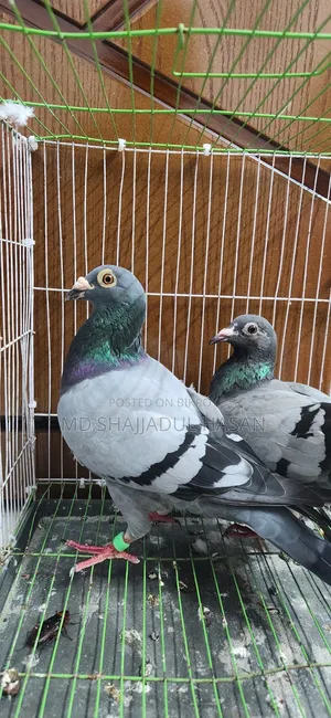 A pair of Sobji Racer pigeons for sale