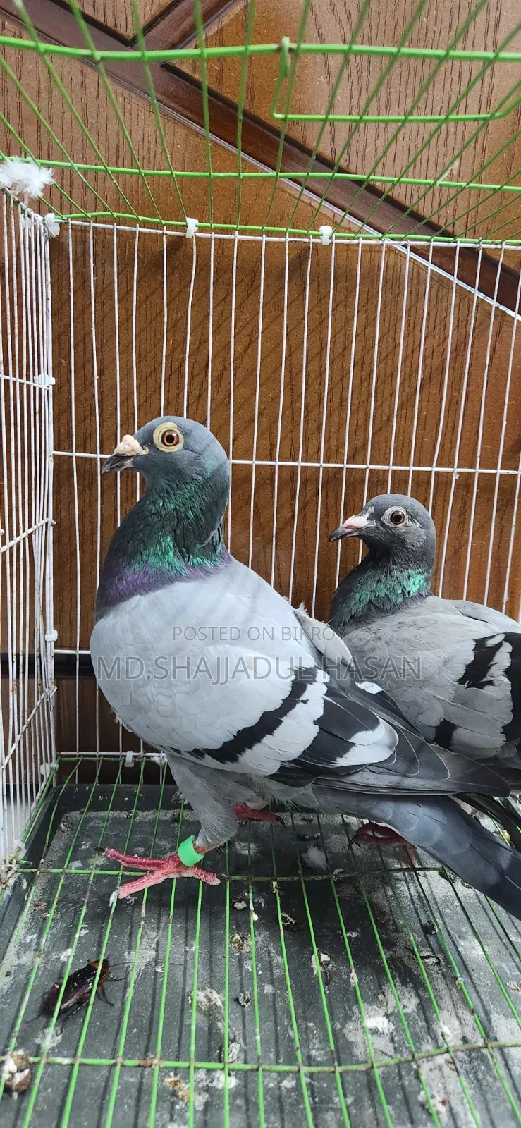 A pair of Sobji Racer pigeons for sale
