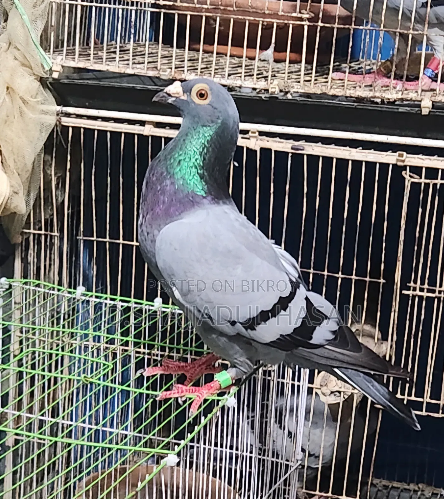 A pair of Sobji Racer pigeons for sale