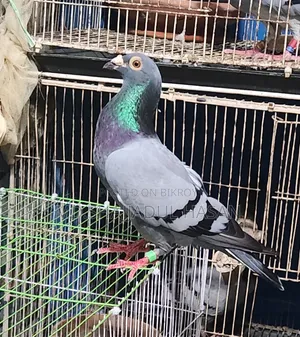 A pair of Sobji Racer pigeons for sale