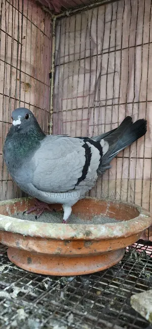 A pair of Sobji Racer pigeons for sale