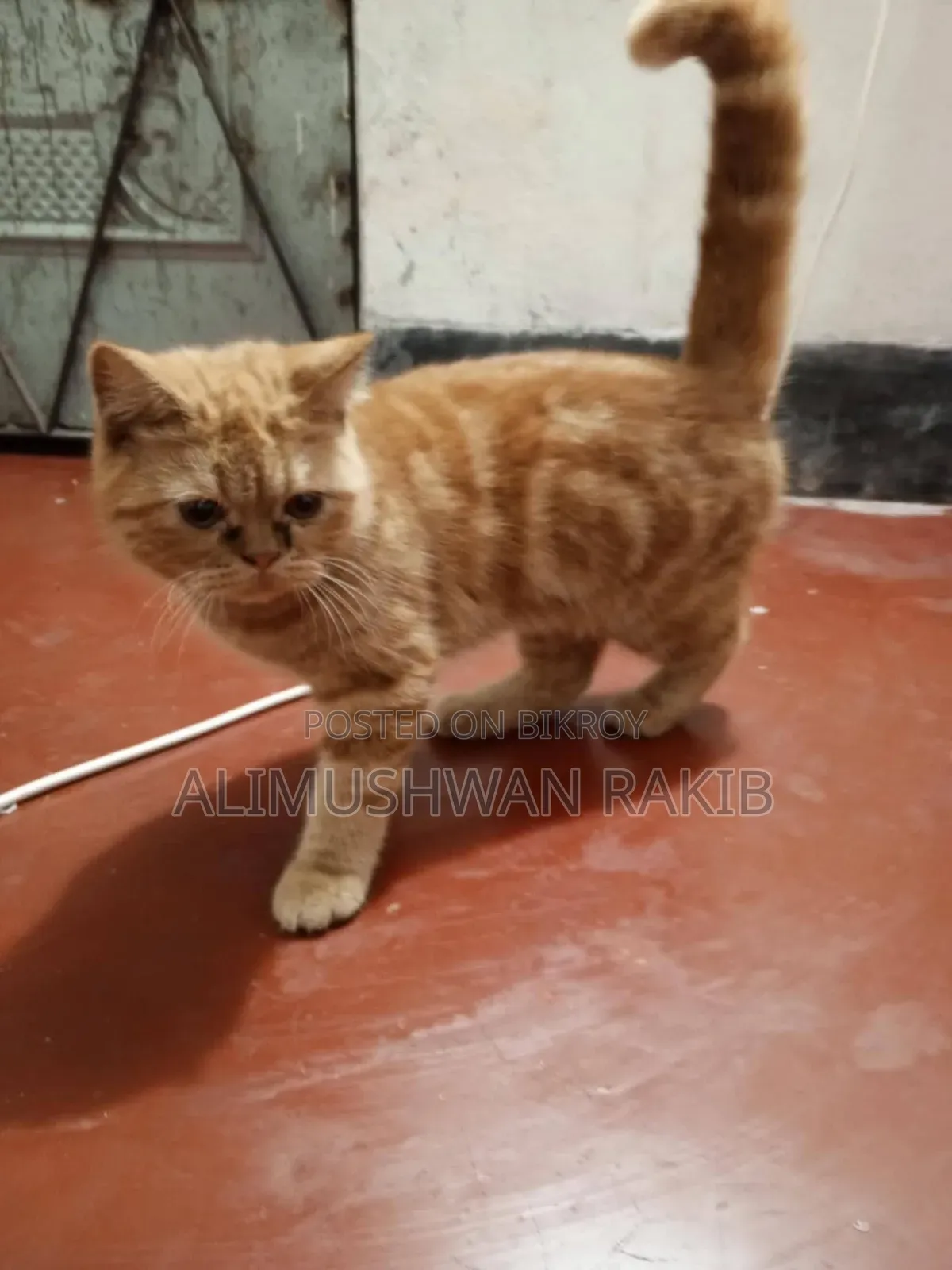 1+ year Female Purebred British Shorthair