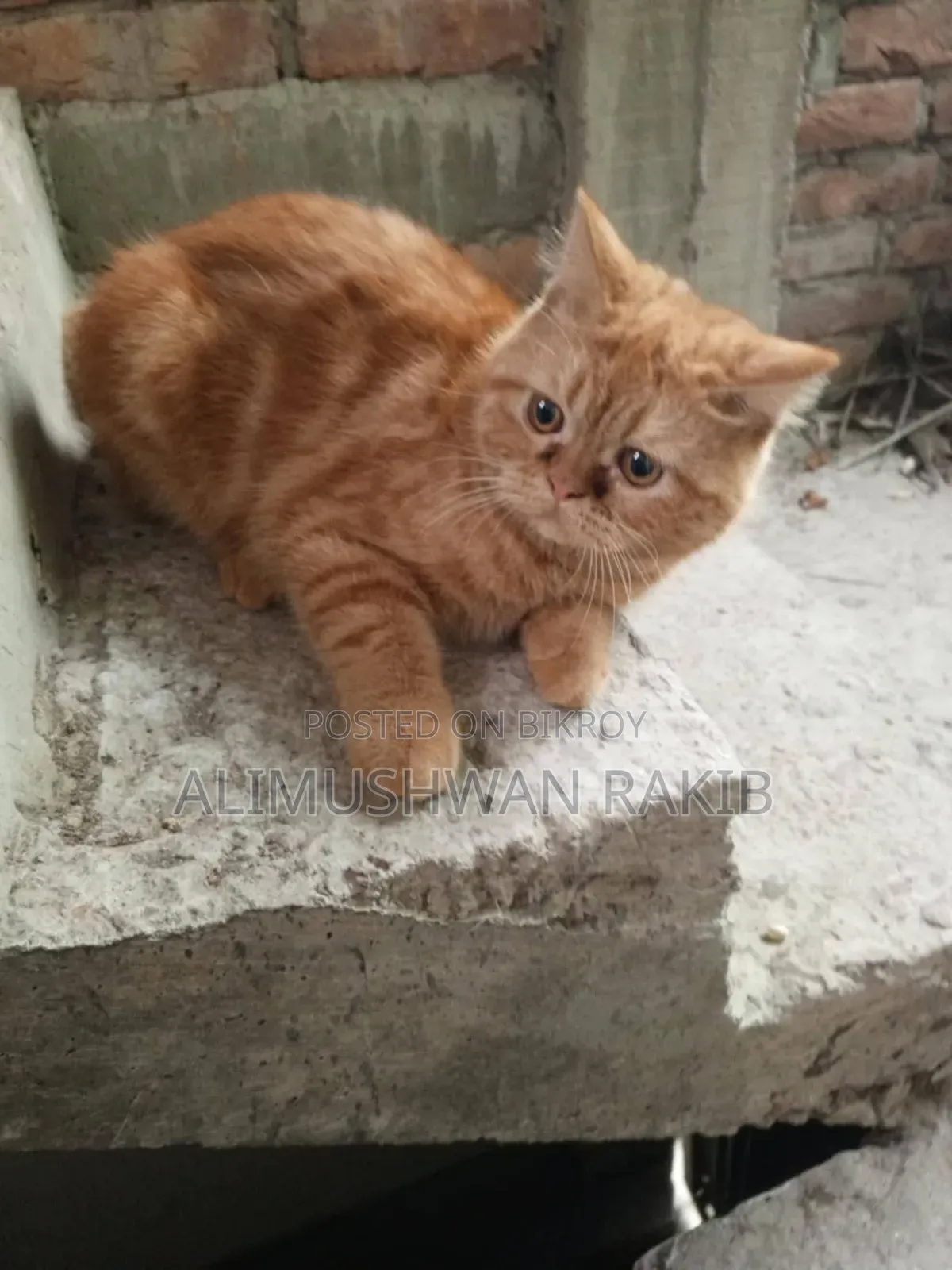 1+ year Female Purebred British Shorthair