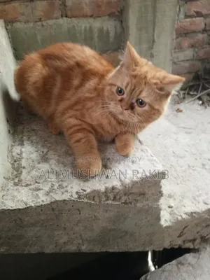 1+ year Female Purebred British Shorthair