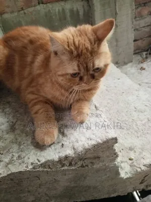 1+ year Female Purebred British Shorthair