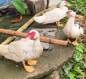 China Duck