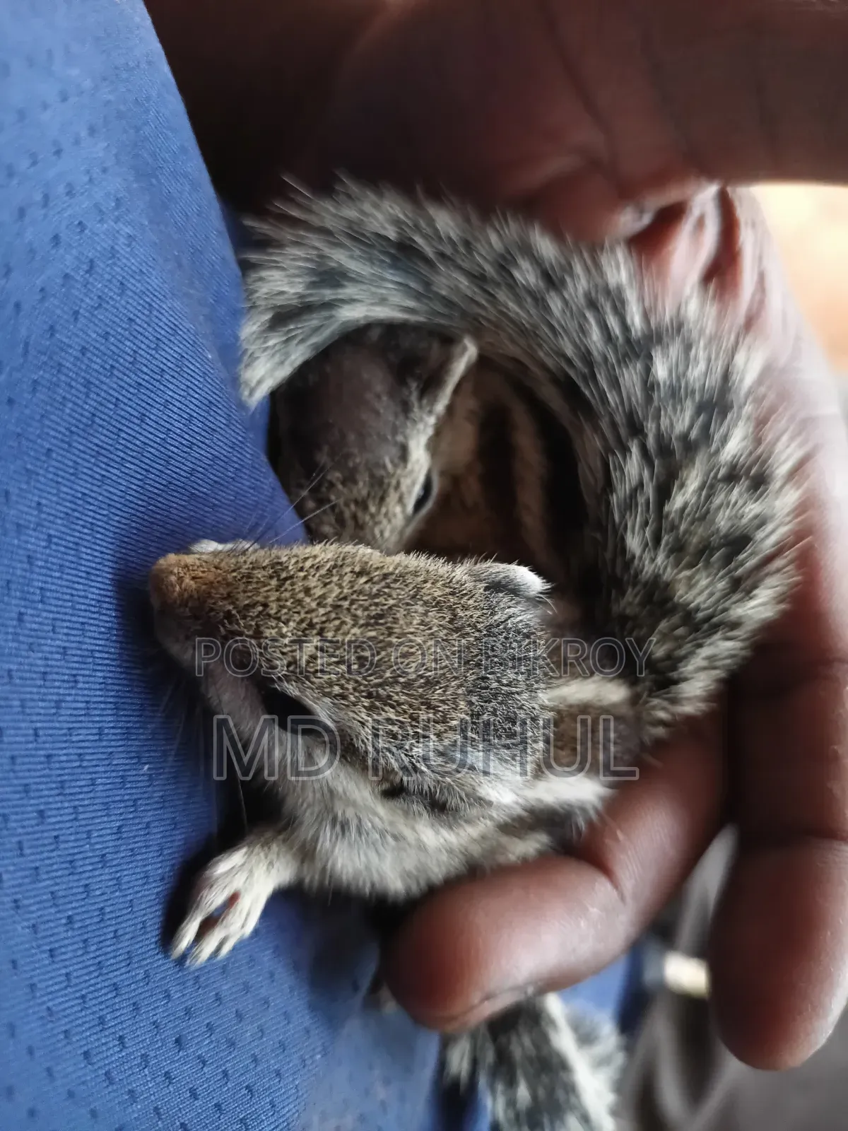 Tame Squirrel Baby
