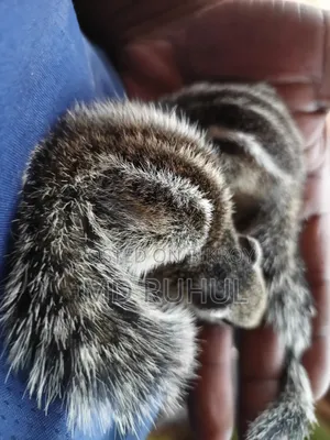 Tame Squirrel Baby