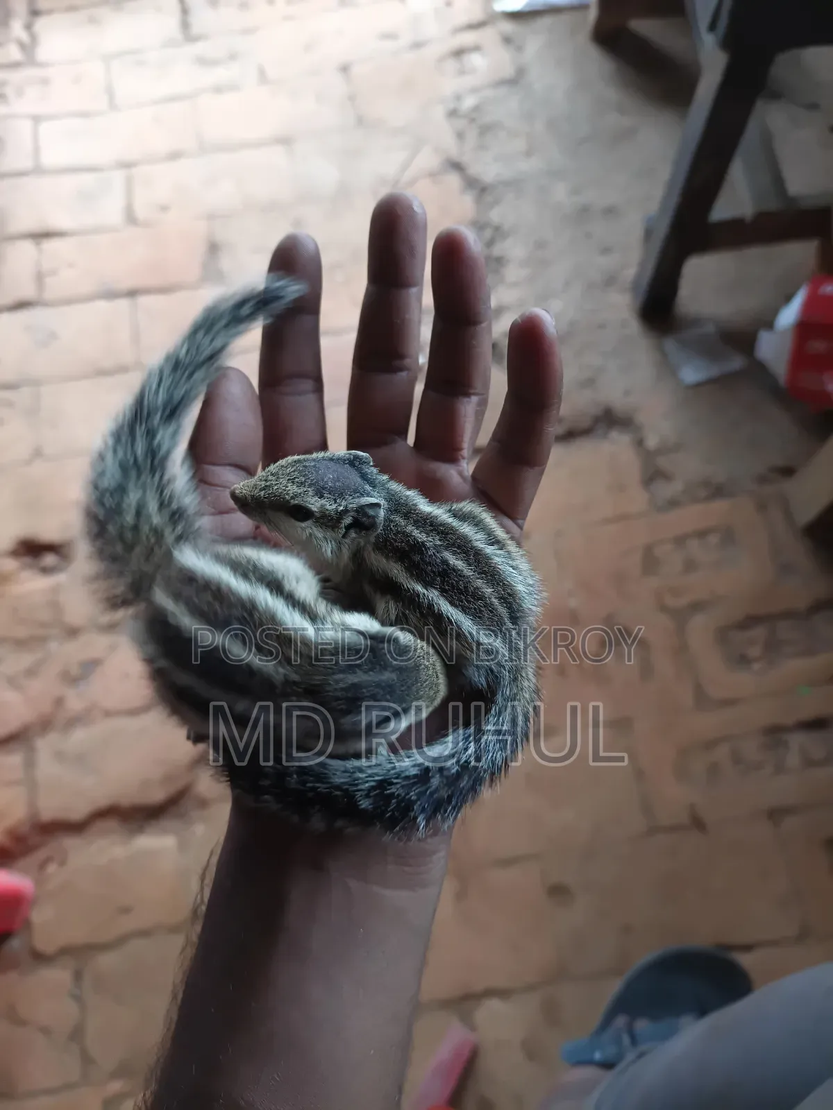 Tame Squirrel Baby