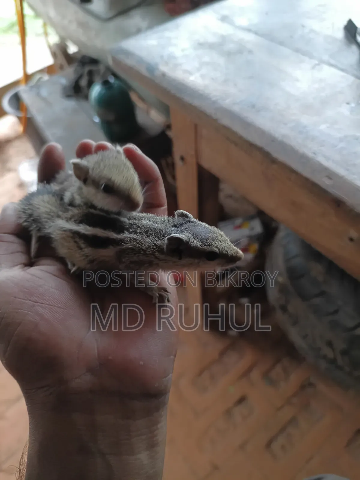 Tame Squirrel Baby