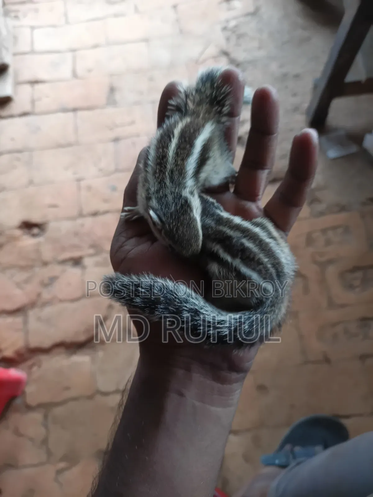 Tame Squirrel Baby