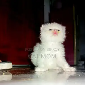 0-1 Month Female Purebred Persian