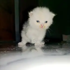 0-1 Month Male Purebred Persian