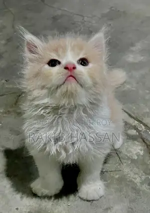 1-3 months Male Purebred Persian