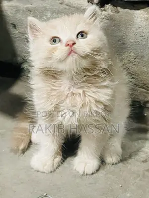 1-3 months Male Purebred Persian