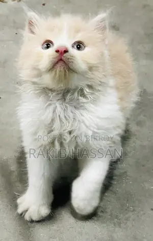 1-3 months Male Purebred Persian