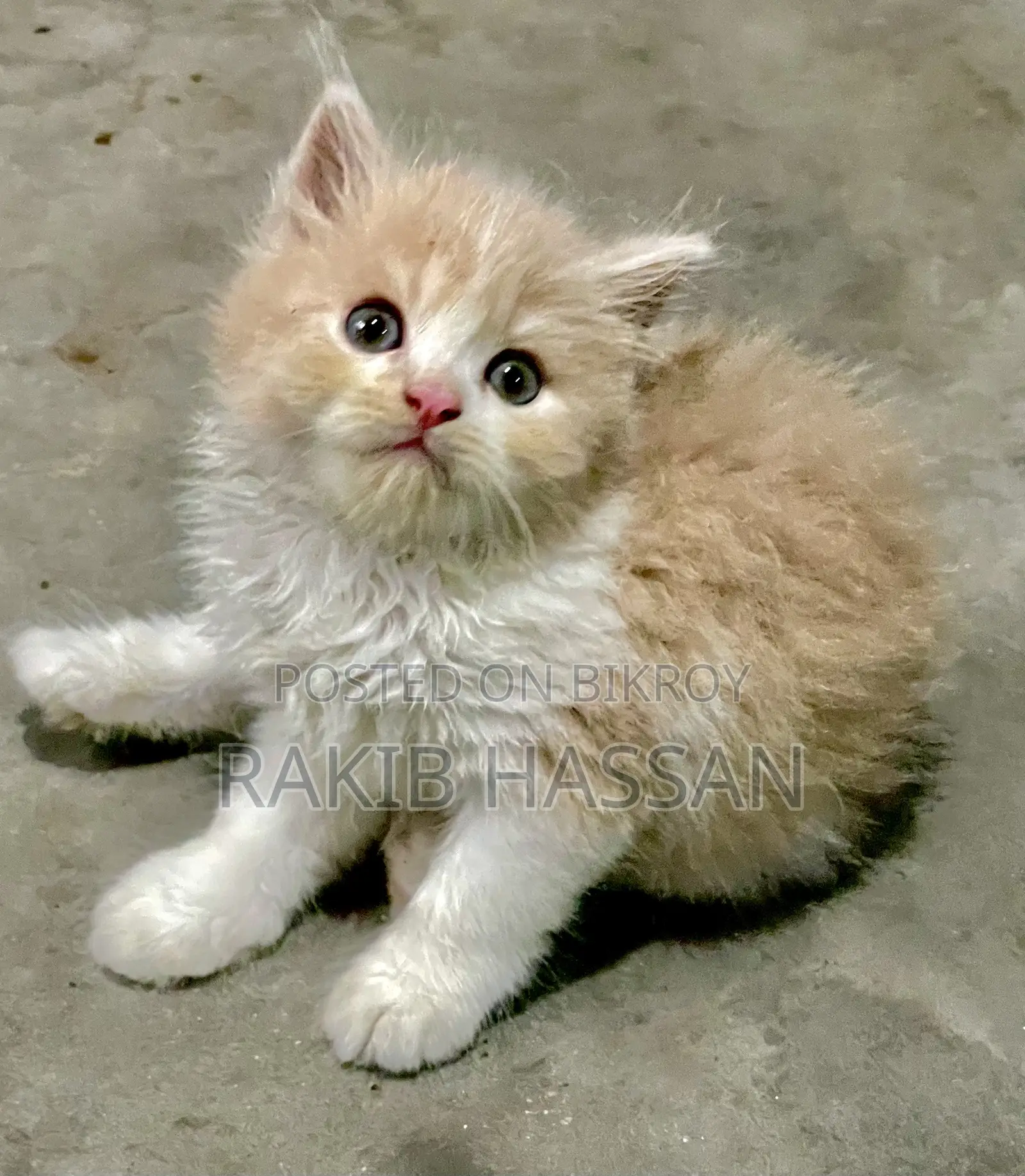 1-3 months Male Purebred Persian