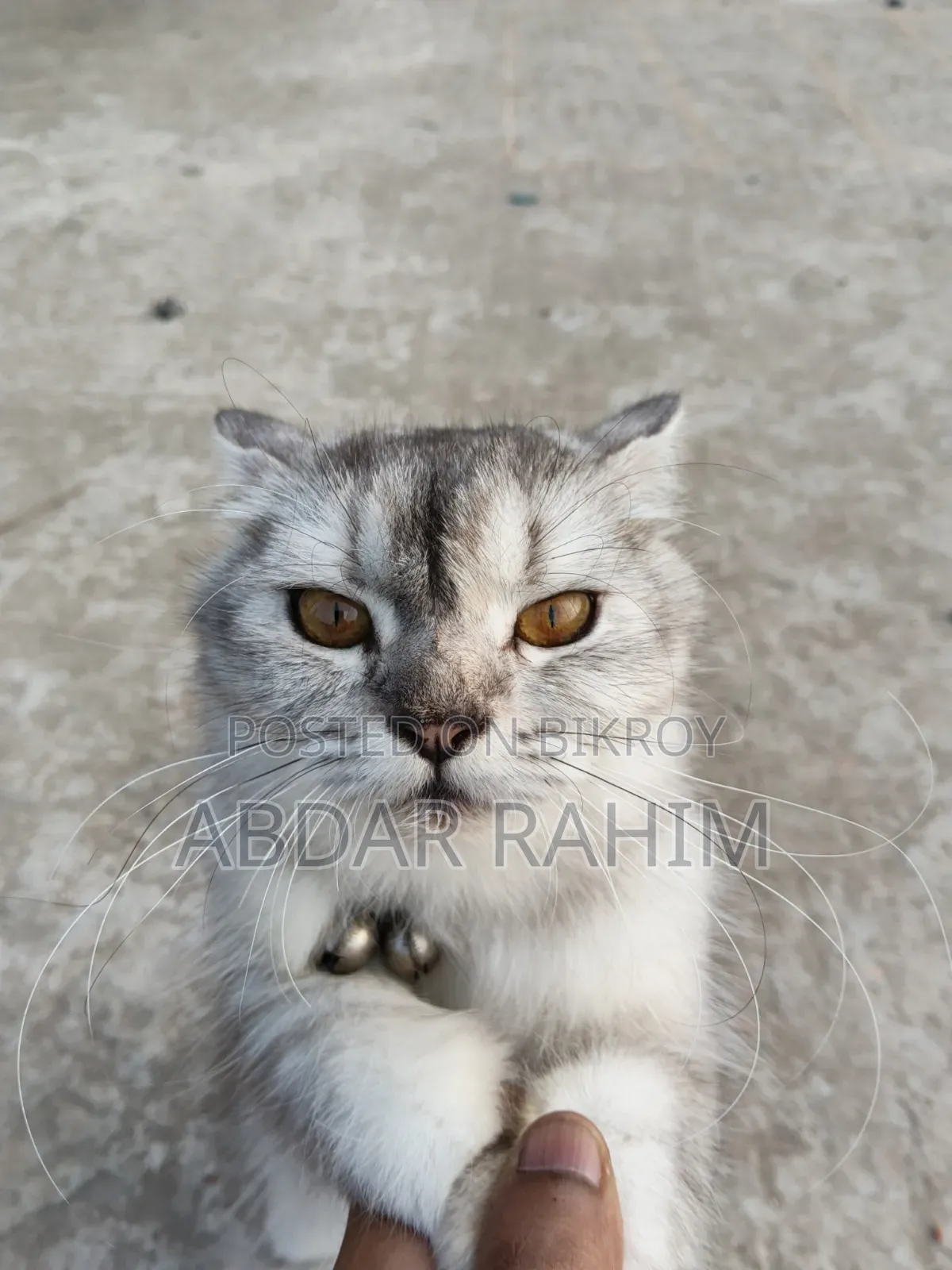 0-1 month Female Mixed Breed Persian
