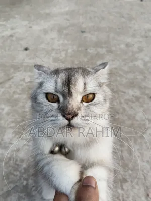 0-1 month Female Mixed Breed Persian