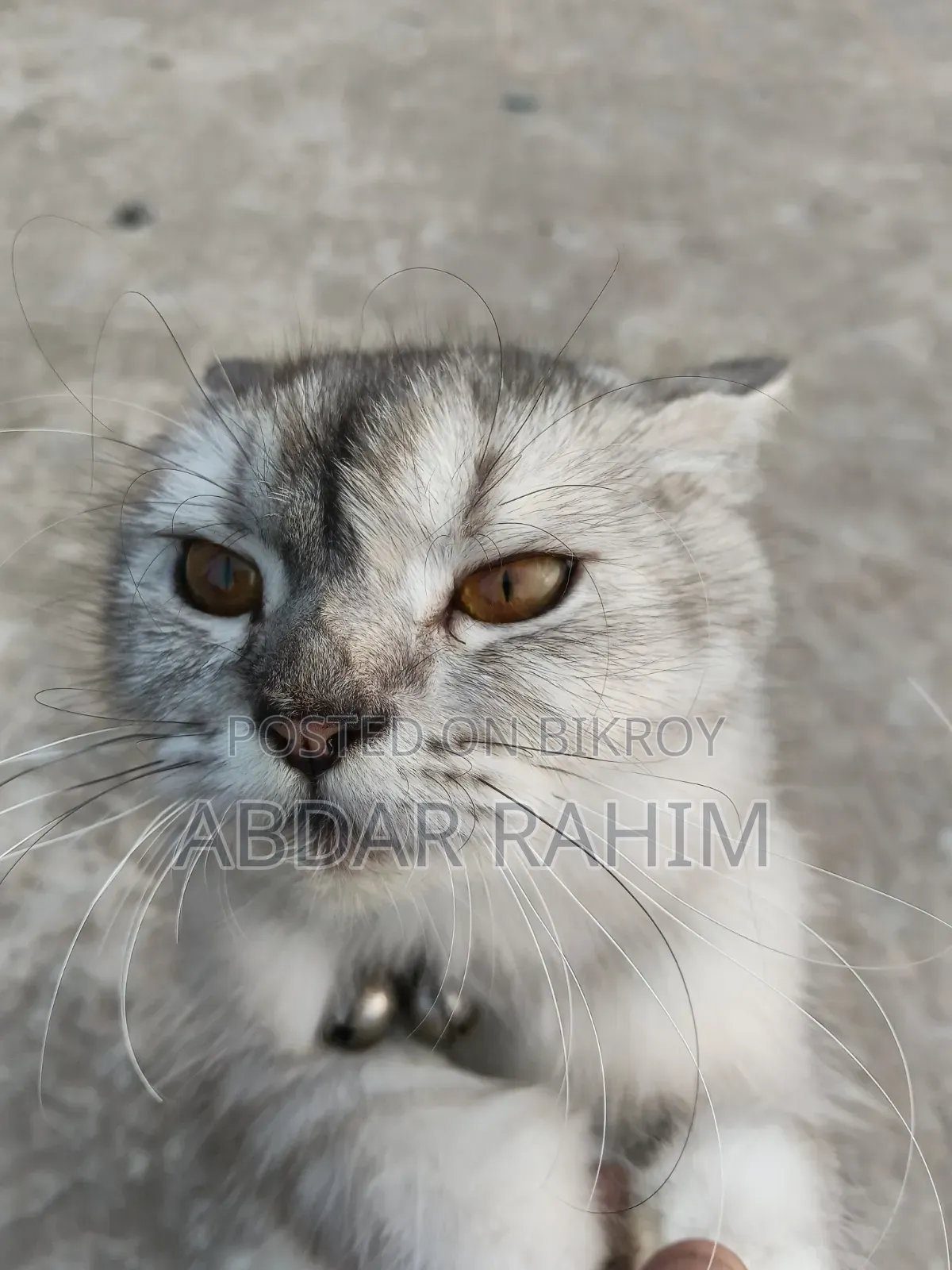 0-1 month Female Mixed Breed Persian
