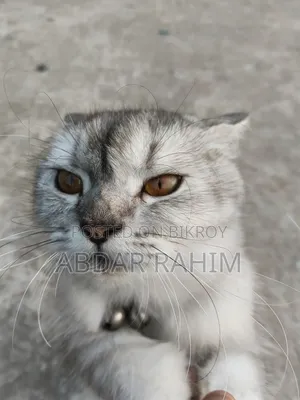 0-1 month Female Mixed Breed Persian
