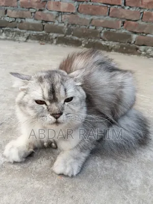 0-1 month Female Mixed Breed Persian