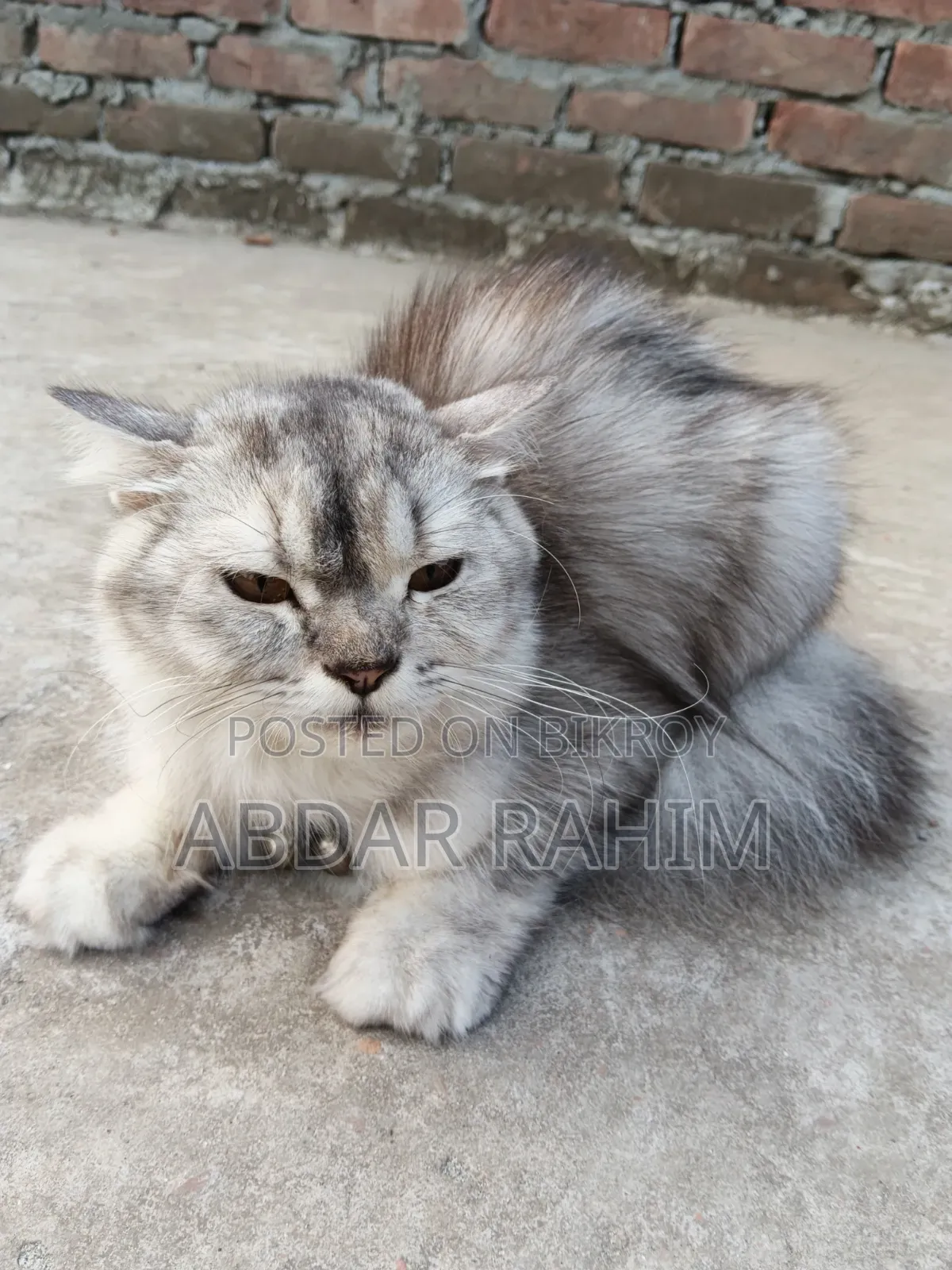 0-1 month Female Mixed Breed Persian