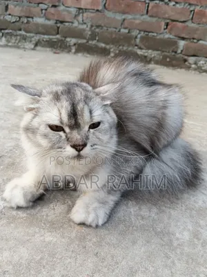 0-1 month Female Mixed Breed Persian