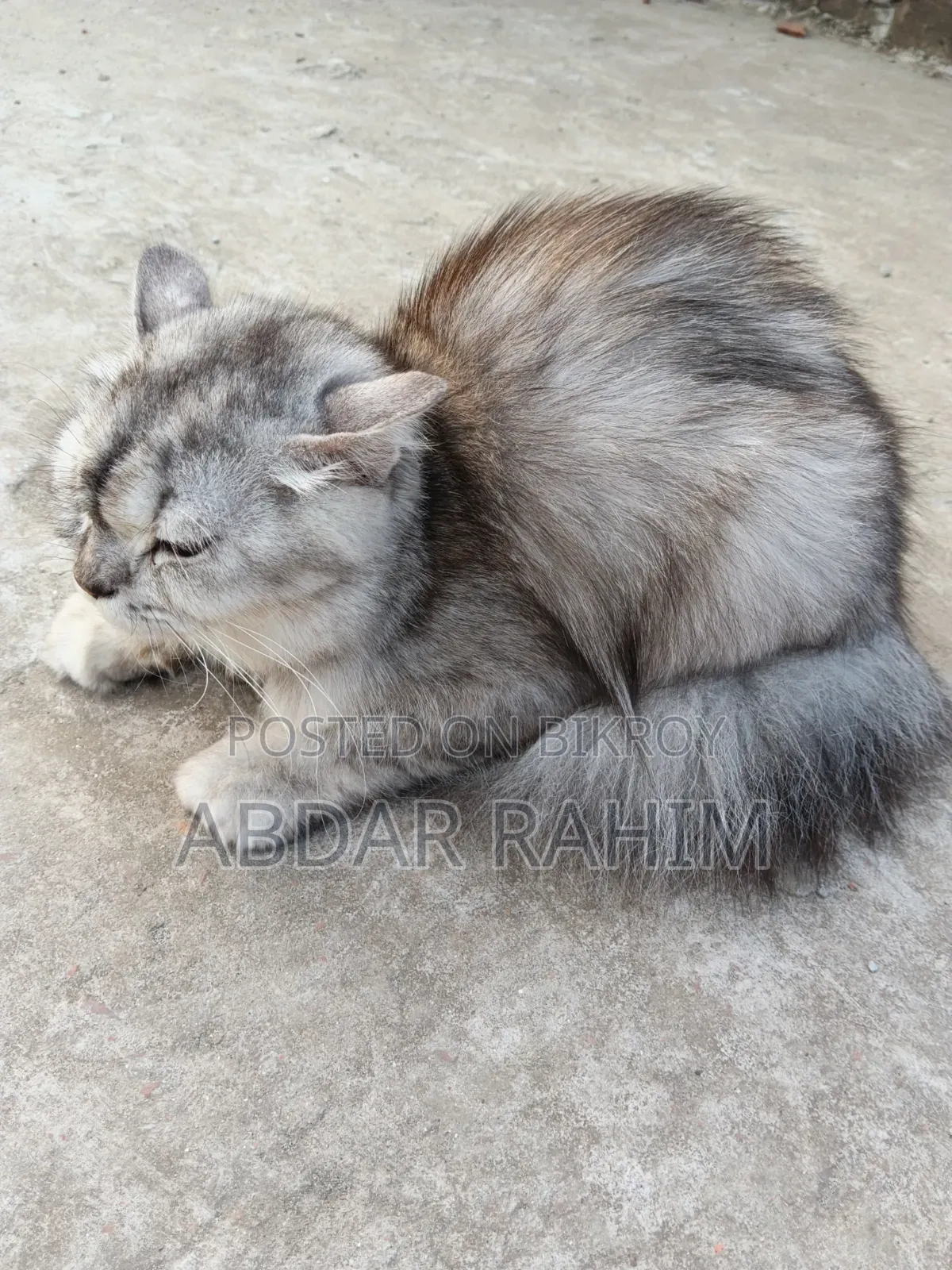 0-1 month Female Mixed Breed Persian