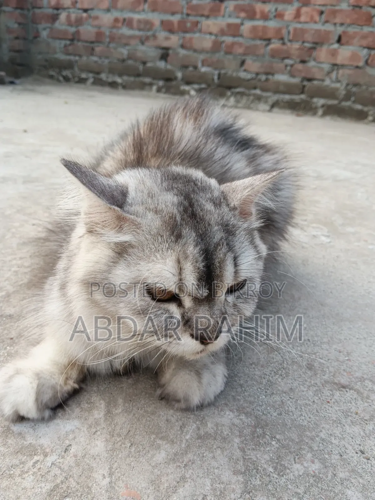 0-1 month Female Mixed Breed Persian