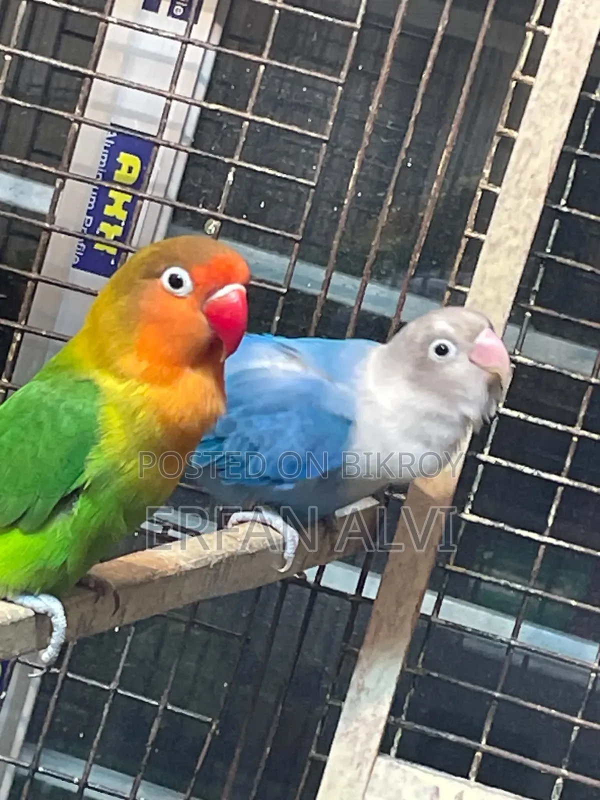 Love Bird অব গুলো একসাথে দিবো