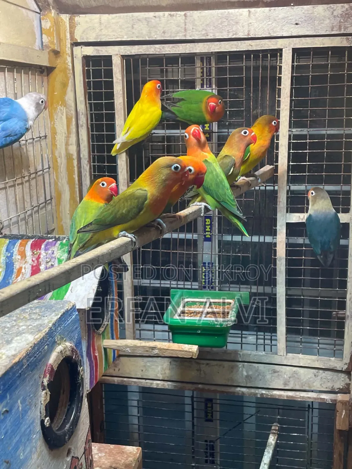 Love Bird অব গুলো একসাথে দিবো
