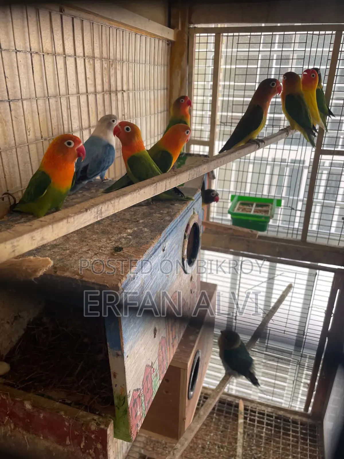 Love Bird অব গুলো একসাথে দিবো