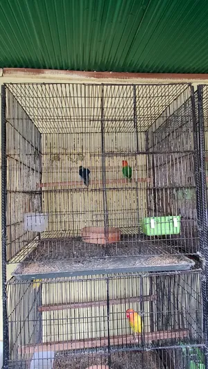 Bird Cage