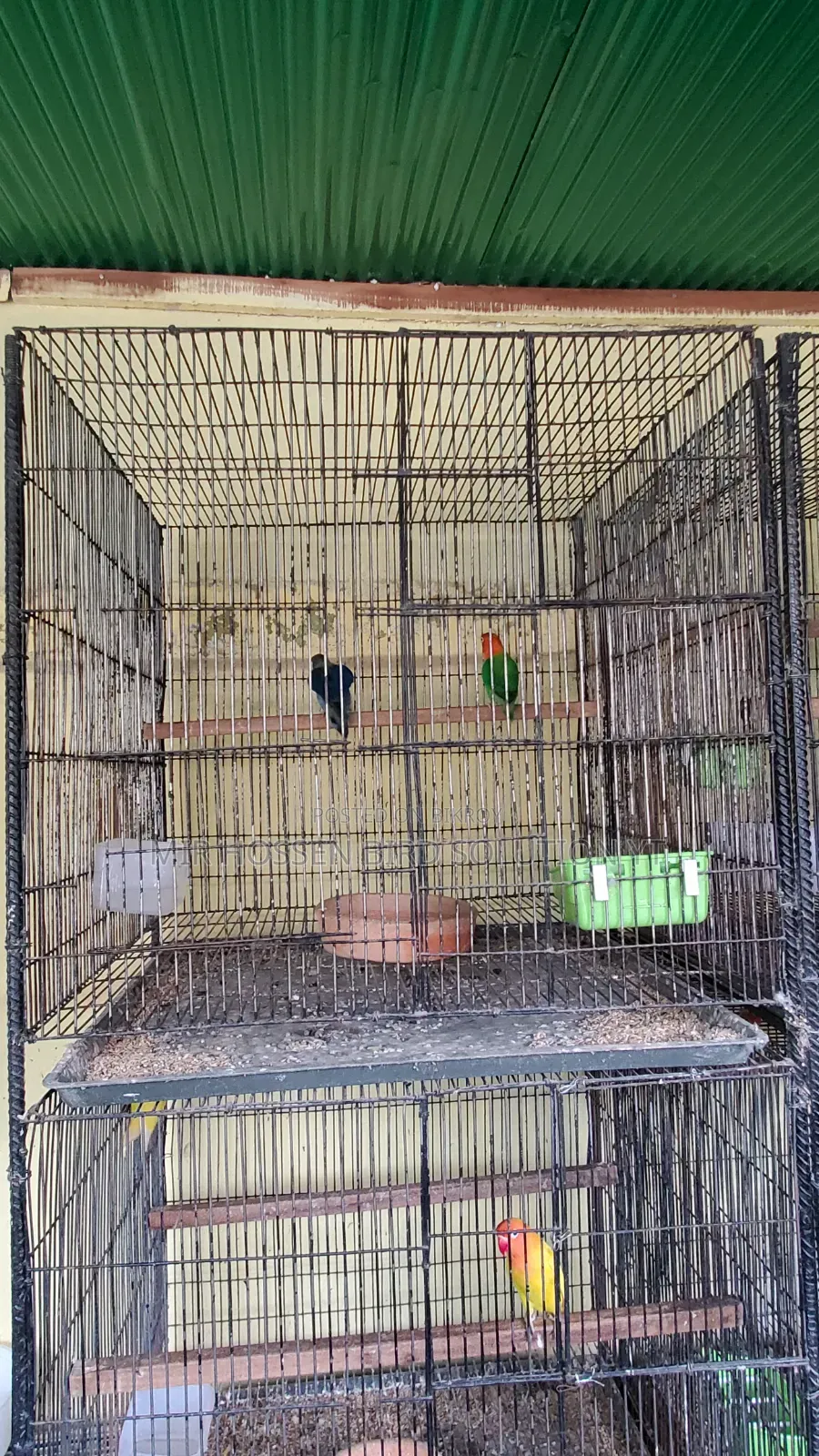 Bird Cage